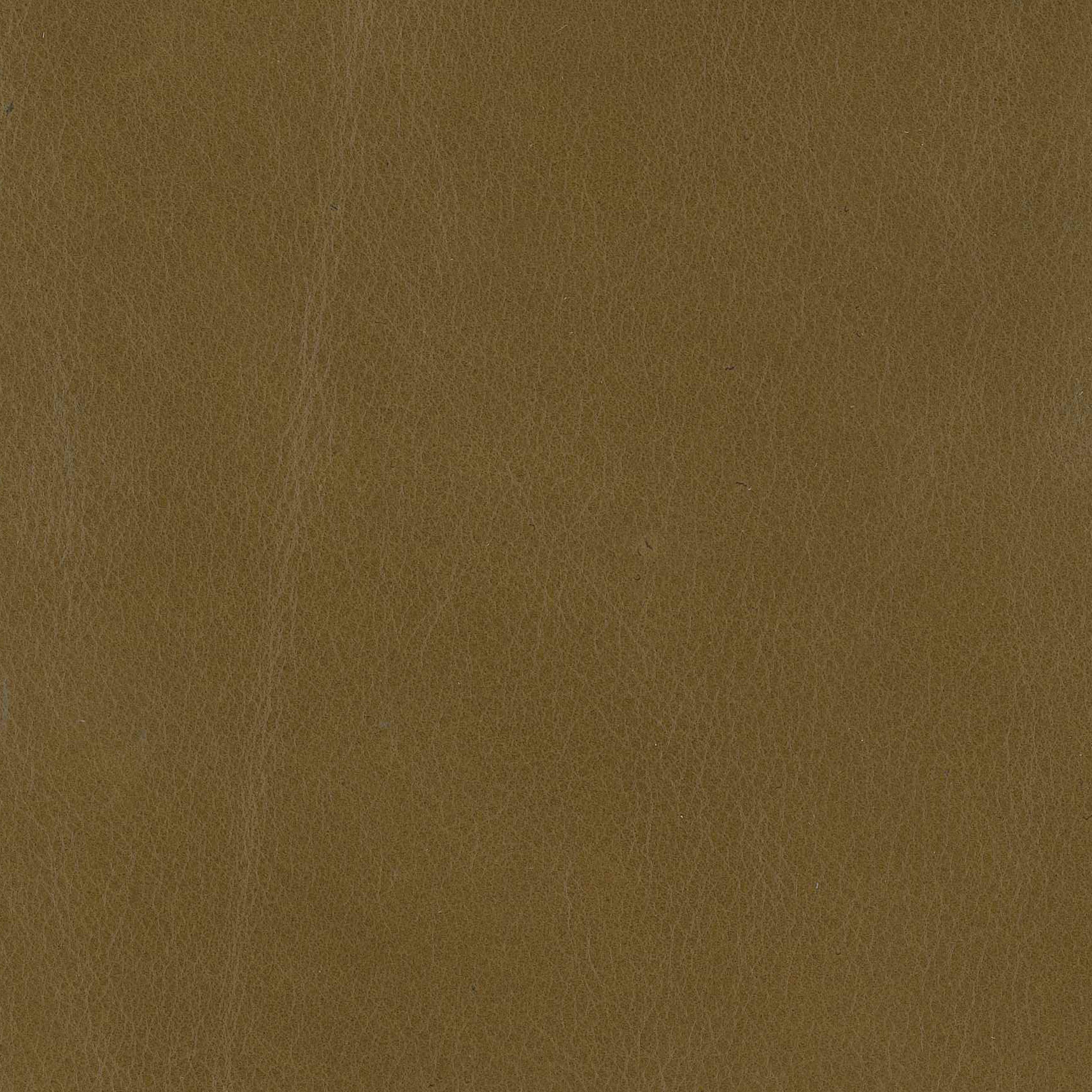Baldoni Bark 