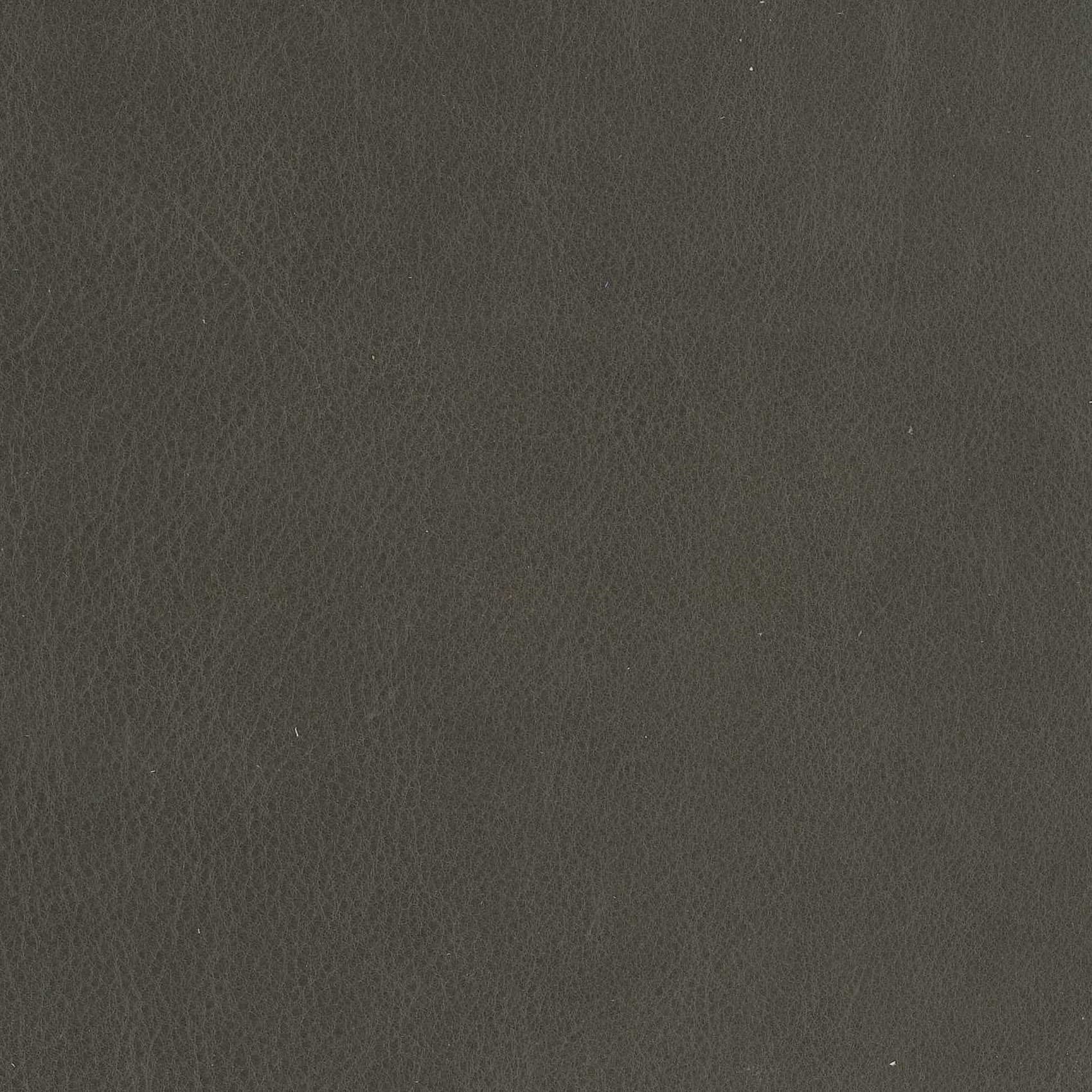 Baldoni Iron 