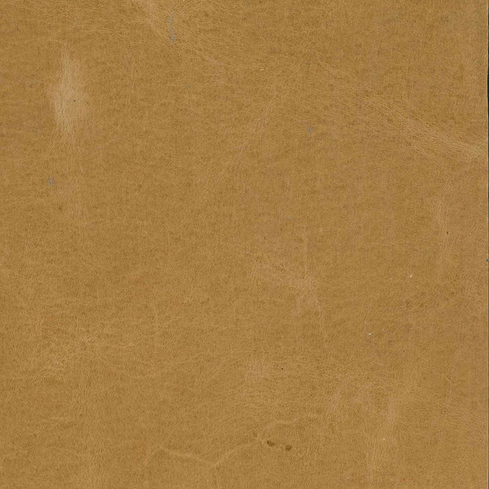 Tiburon Sahara